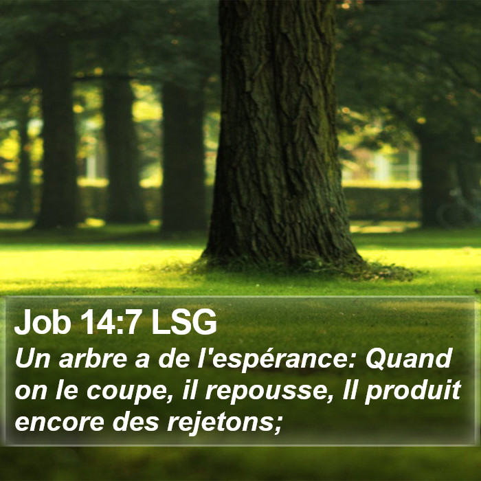 Job 14:7 LSG Bible Study