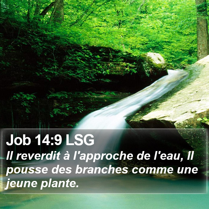 Job 14:9 LSG Bible Study