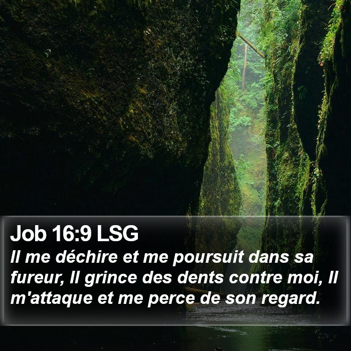 Job 16:9 LSG Bible Study