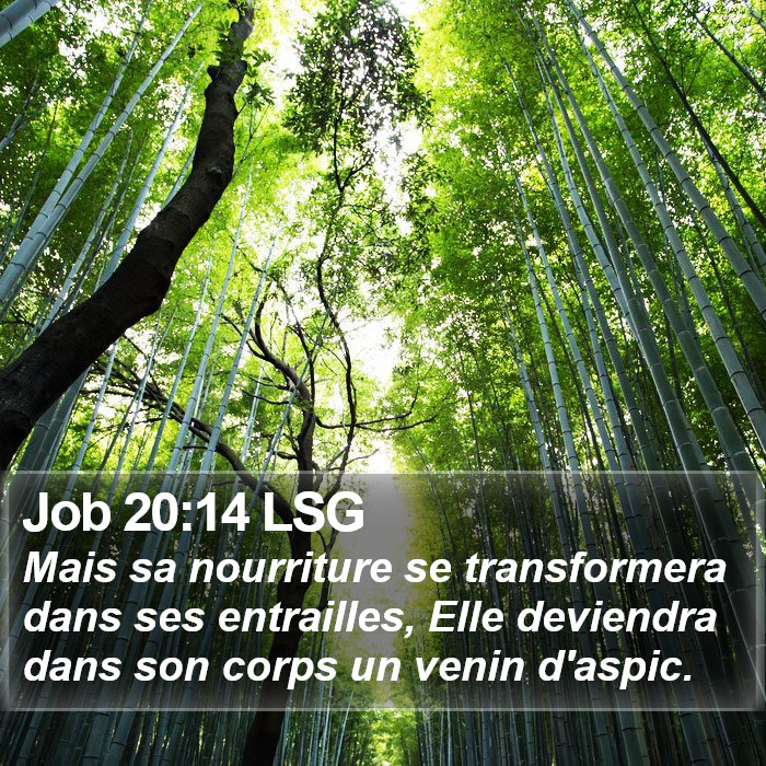 Job 20:14 LSG Bible Study