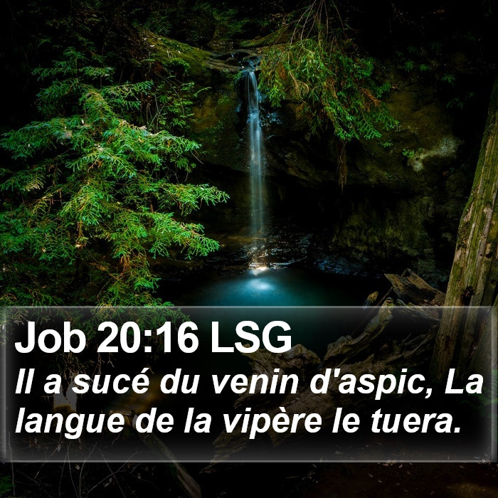 Job 20:16 LSG Bible Study