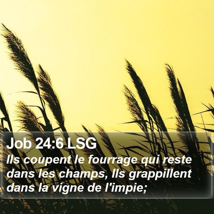 Job 24:6 LSG Bible Study