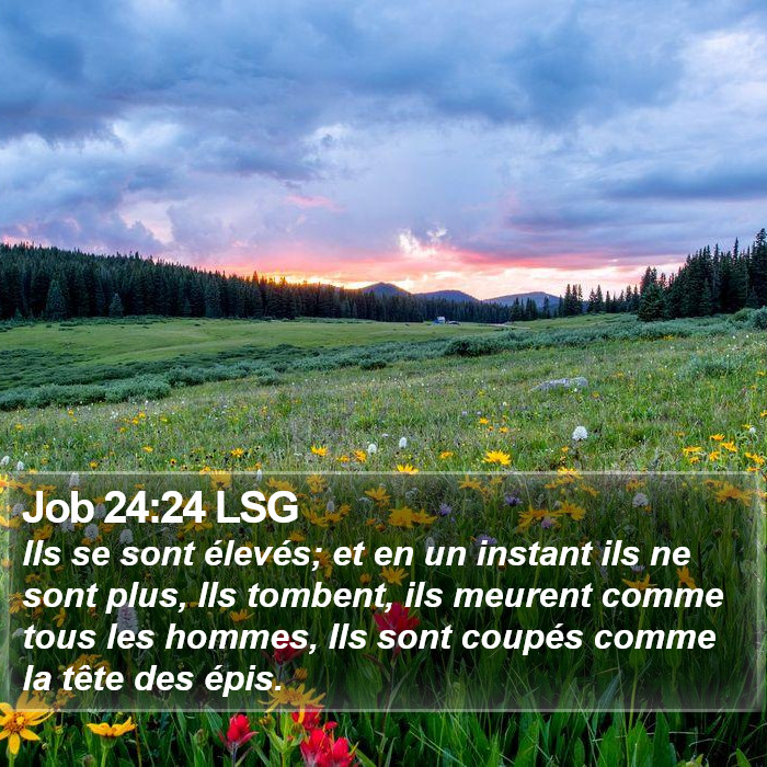 Job 24:24 LSG Bible Study