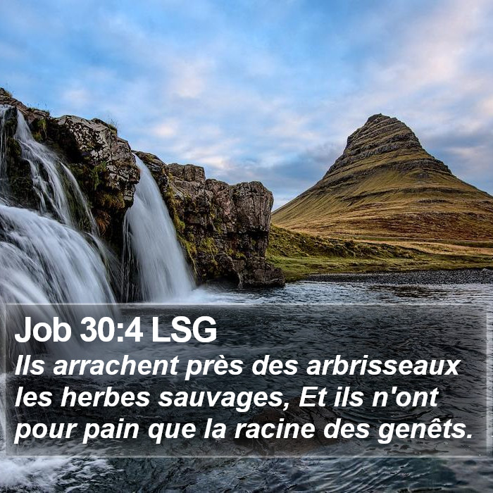 Job 30:4 LSG Bible Study