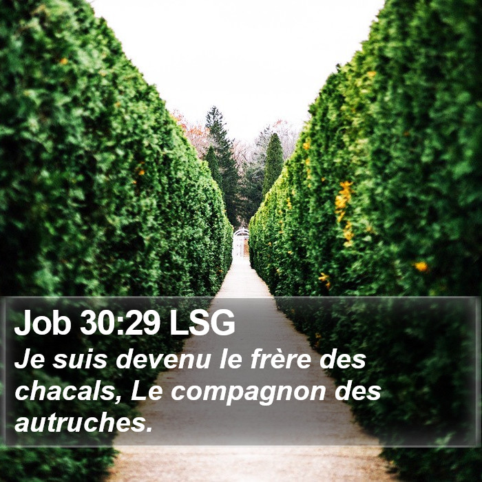 Job 30:29 LSG Bible Study