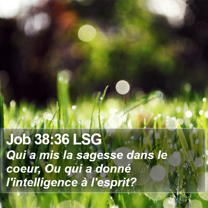 Job 38:36 LSG Bible Study