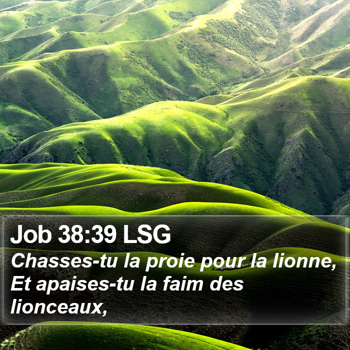 Job 38:39 LSG Bible Study