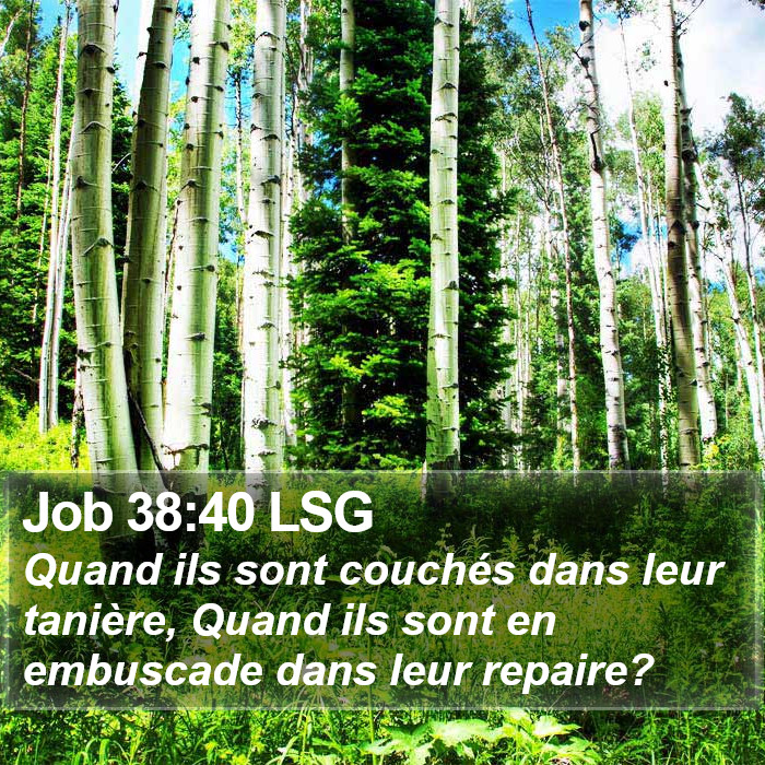 Job 38:40 LSG Bible Study