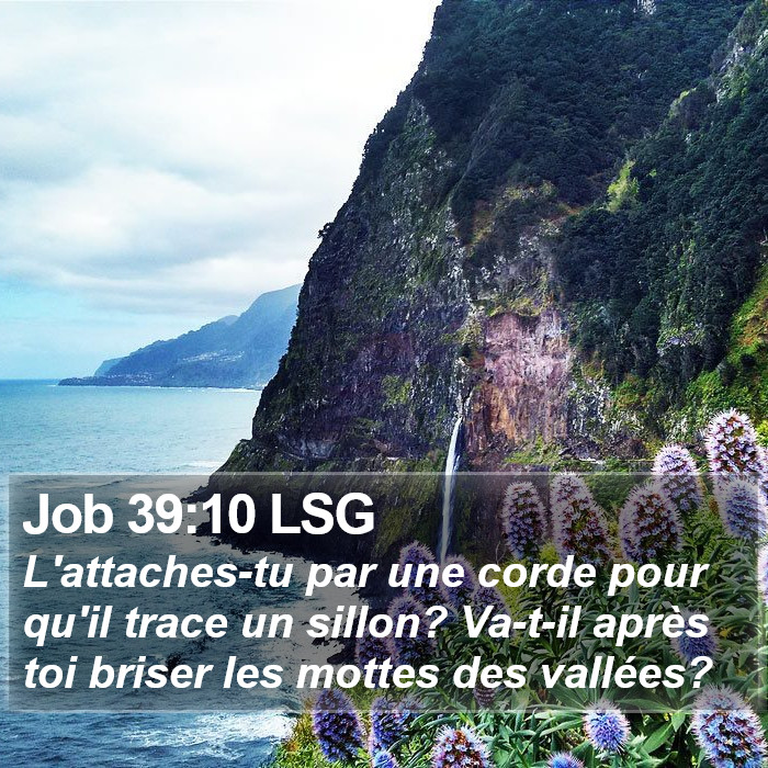 Job 39:10 LSG Bible Study