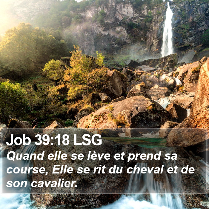 Job 39:18 LSG Bible Study