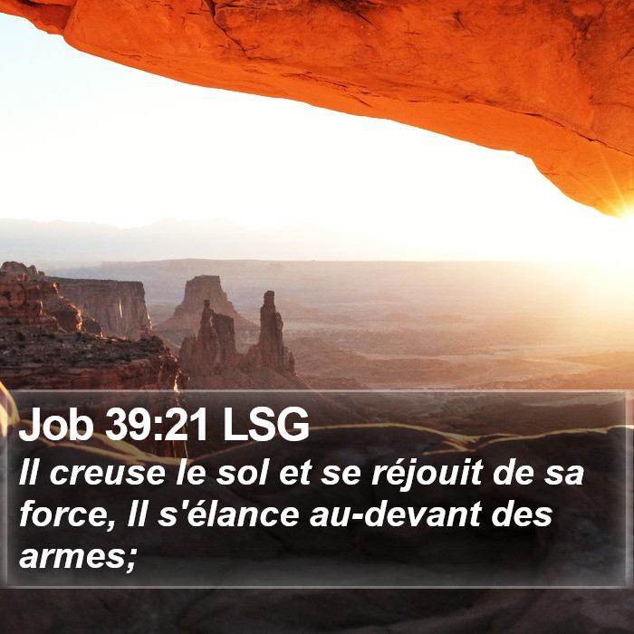 Job 39:21 LSG Bible Study