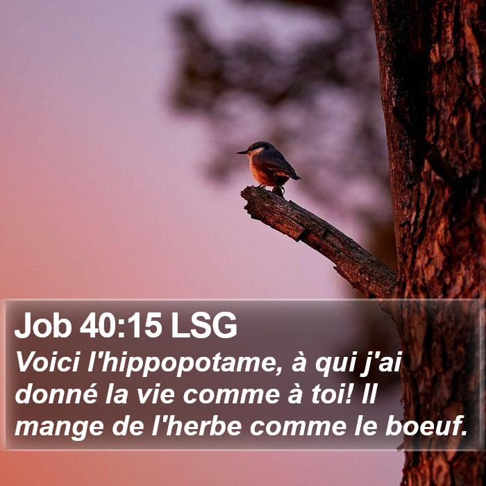 Job 40:15 LSG Bible Study