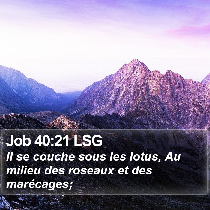 Job 40:21 LSG Bible Study