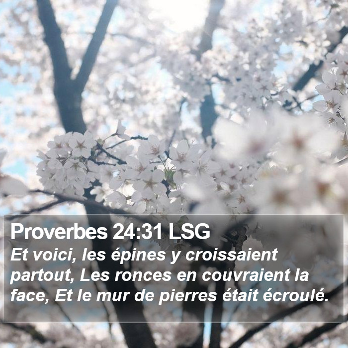Proverbes 24:31 LSG Bible Study