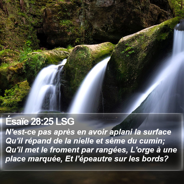 Ésaïe 28:25 LSG Bible Study