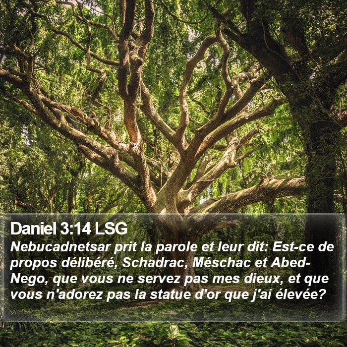 Daniel 3:14 LSG Bible Study