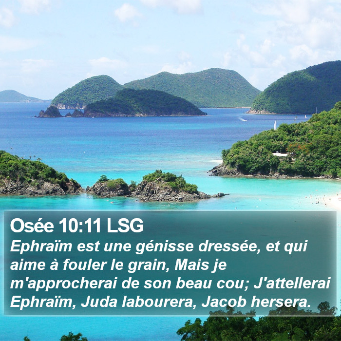 Osée 10:11 LSG Bible Study