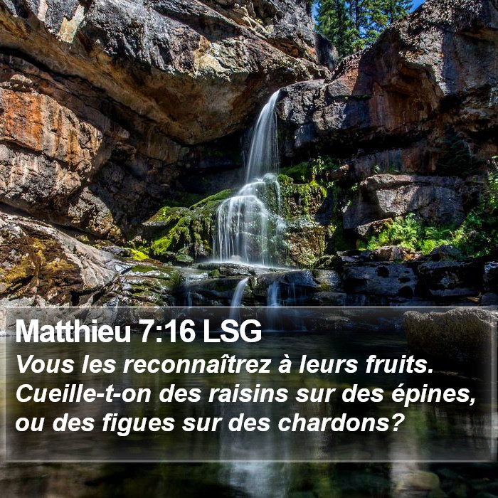 Matthieu 7:16 LSG Bible Study