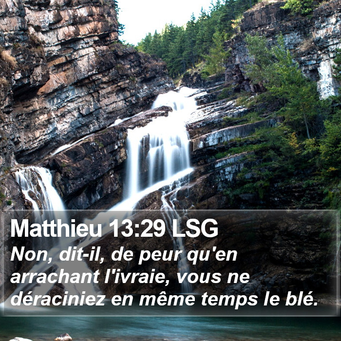 Matthieu 13:29 LSG Bible Study