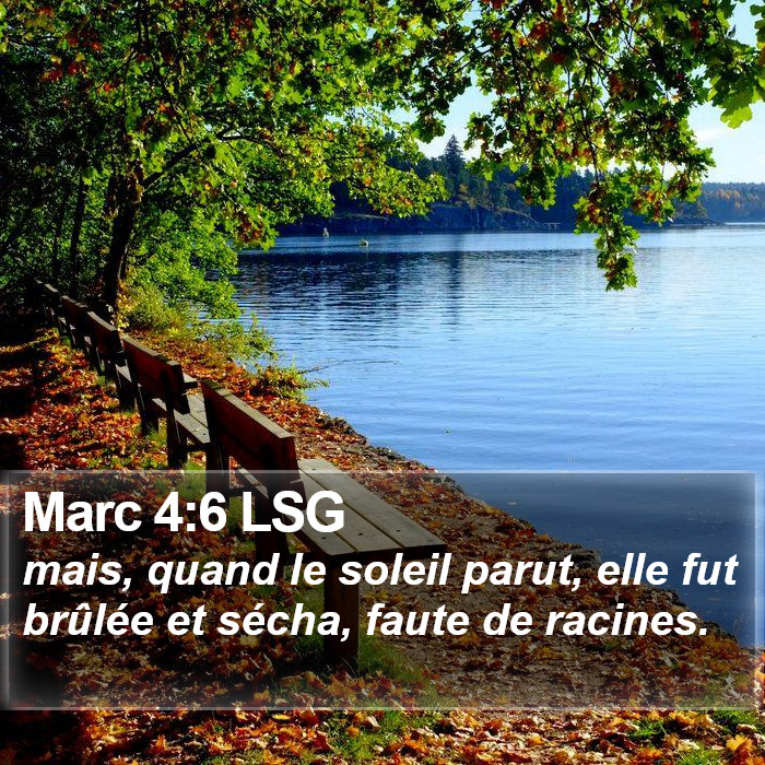 Marc 4:6 LSG Bible Study