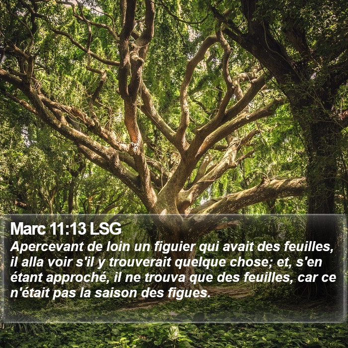 Marc 11:13 LSG Bible Study