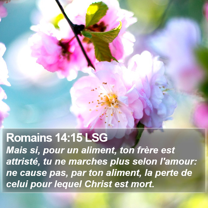 Romains 14:15 LSG Bible Study